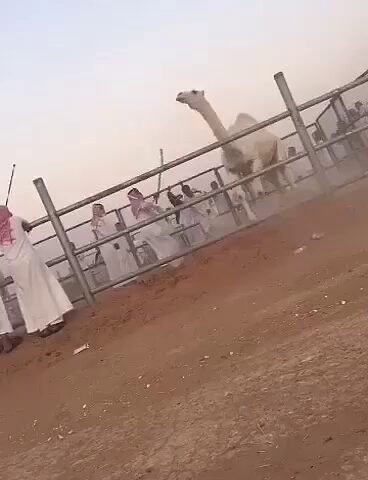 ملعب مدرسة الامام الشاطبي لتحفيظ - دومة الجندل -