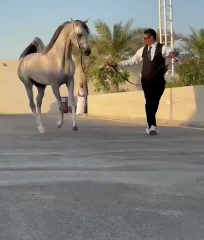 مربط سراي - عنيزة - +966 53 964 0001
