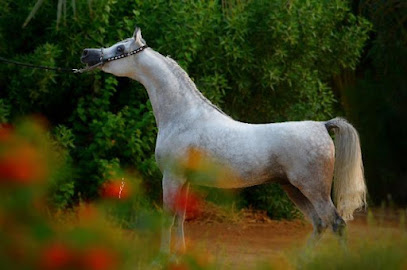 مربط منعاء للخيل العربية الاصيلة - Saudi Arabia|Tanomah 62713،|بجوار مجمع مدارس سبت،|W5W9+J83