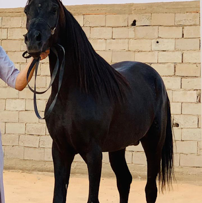 اسطبل ومربط الصميمه - Saudi Arabia|Al Madinah Al Munawwarah 42256|HRVC+8X