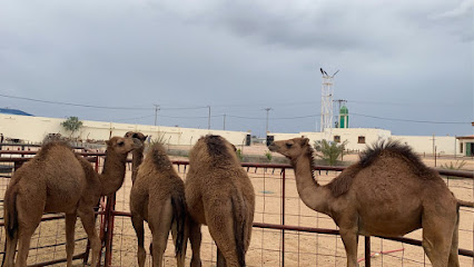 جزارة الخليل للحوم للحوم فقط - Saudi Arabia|الطائف 26389|عشيرة،