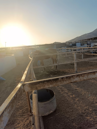 اسطبل خيول - Saudi Arabia|Mecca 24274،|MERC7276، 7276 شارع 47 المغمس 1، 4440،|حي المغمس،