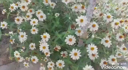 مدرسة الإمام البخاري الإبتدائية - Saudi Arabia|4774، القابل، نجران 66273 6913