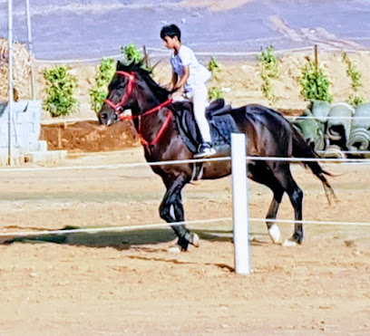 مربط بن سالم - الجموم - +966 59 860 7998
