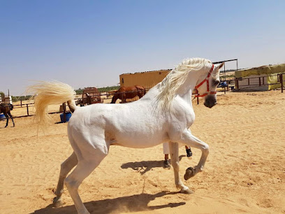 مربط الرسن للخيل العربية - Saudi Arabia|Buraydah 52546|Unnamed Road 52546،
