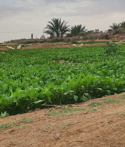 الامواج - الخرج -