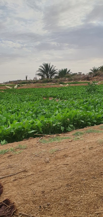 الامواج - Saudi Arabia|Al-Kharj 16286|6844