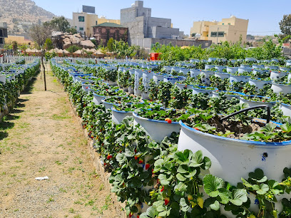 مزرعة الفراولة - الهدا -