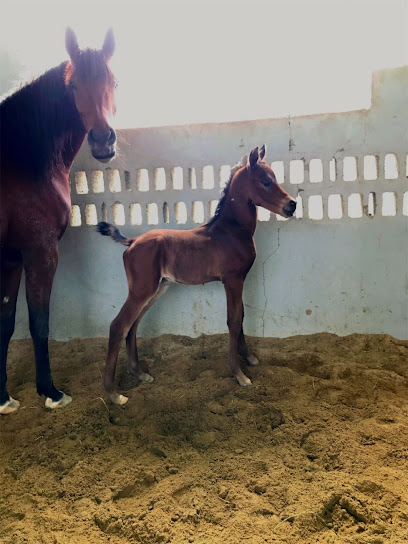 JZL STUD مربط جزل - Saudi Arabia|Safwa 32685|Unnamed Road