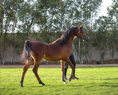 مربط بني مالك للخيل العربية الاصيلة - صفوى - +966 55 855 0963