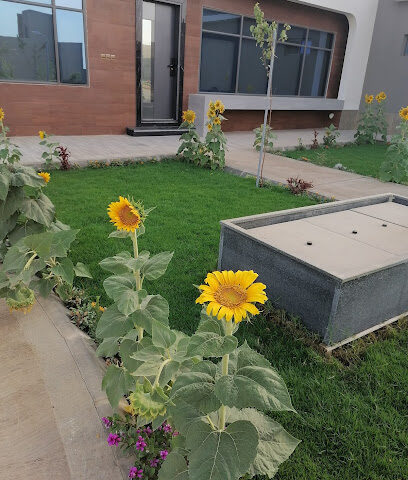 مزرعة العزيزية عبدالعزيز إبراهيم الخضير - البكيرية - +966 50 548 5794
