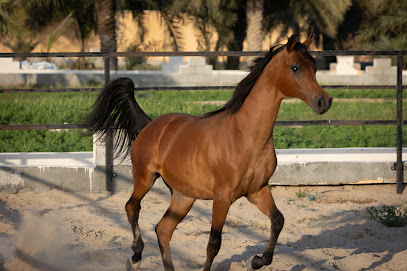 ربط WGT - رأس تنورة - +966 55 034 0031