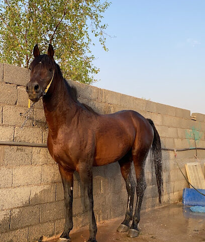مربط زاد - القصب - +966 50 487 3143