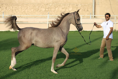 مربط المجد - Saudi Arabia|Jeddah 23648|Madinatas Sultan|M6XP+M7X