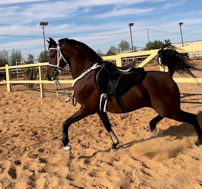 مربط اصايل مكة للخيل العربيه الاصيله - طريق بدون اسم - +966 55 551 1309