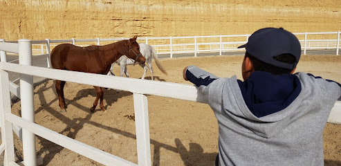 باتريك اسطبلات - Saudi Arabia|Riyadh|Unnamed Rd