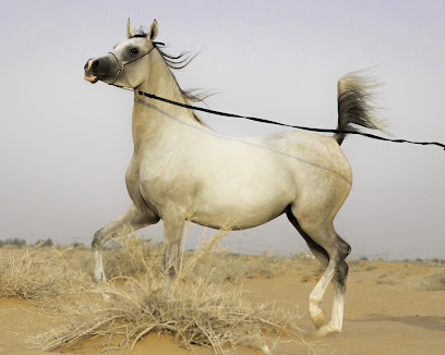 مربط صحاري نجد للخيل العربية الأصيلة - مركز ، 3PCV + 29 ، - +966 50 454 4933