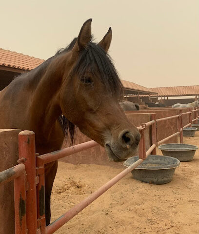 مربط أعز للخيل العربية الاصيلة - رياض الخبراء - +966 50 541 8242