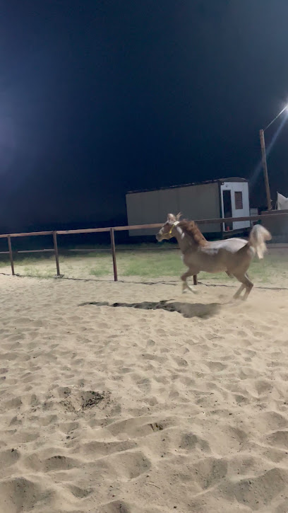 مربط سمو الخيل - Saudi Arabia|Jeddah 22643|79PG+6X