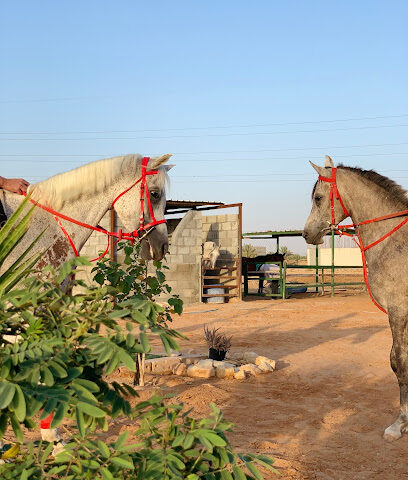 إسطبل شموخ الخيل - الدلم - +966 50 433 2603