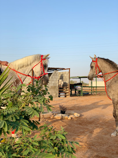 إسطبل شموخ الخيل - Saudi Arabia|Ad Dilam 16324|4780