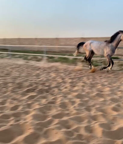 اسطبل خوالي - رياض الخبراء -