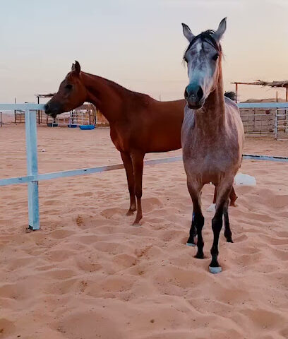 مربط فرسان الرحمانية - الحزم - +966 53 680 9120