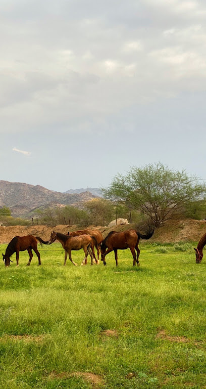 اسطبل الخيل - Saudi Arabia|Alfaijah 65234،|JYGB5014، 5014 رافع مولى غزية ابن عمرو،|7608،