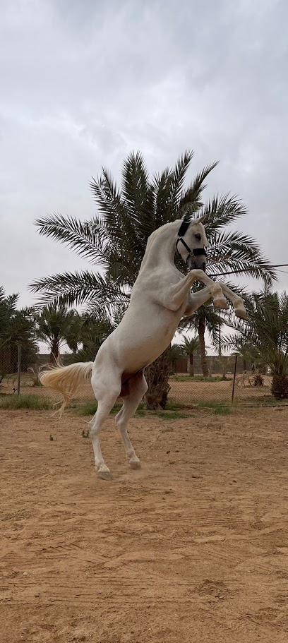 إسطبل آندورينس / مستقر التحمل - Saudi Arabia|Hafar Al Batin 39810|9W2F+2XR